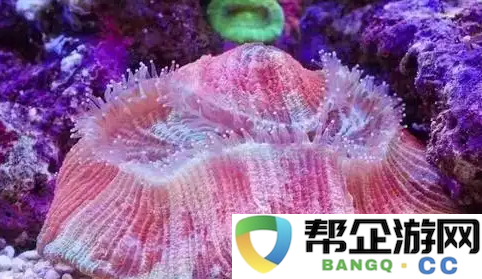 探索八字脑珊瑚的命名来源及其背后独特的故事